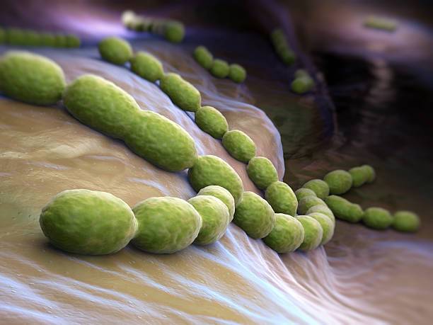 Celulitis: Causas, y Cómo Reducirla Naturalmente